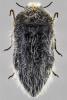 Acmaeoderella lanuginosa reducta
